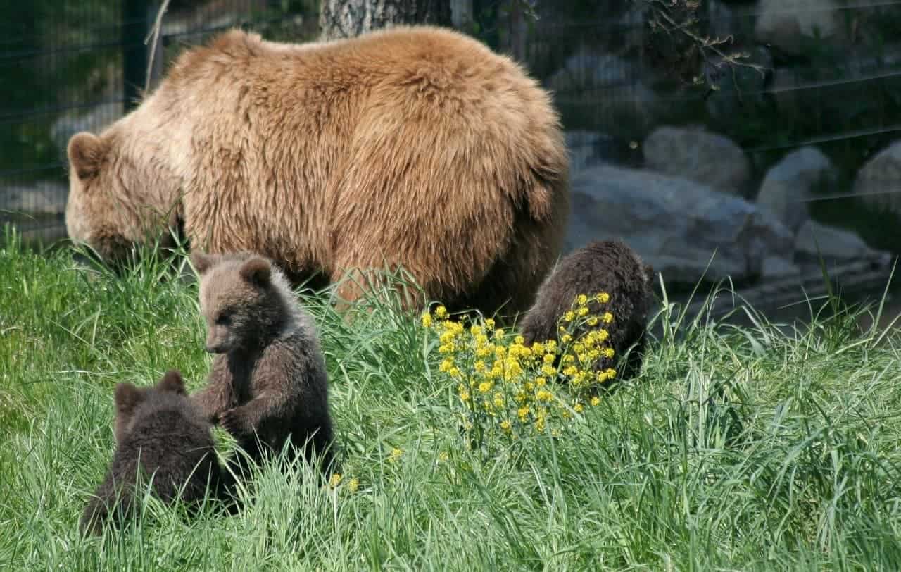 bears
