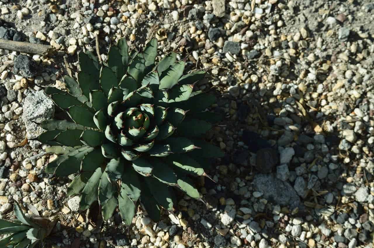 cactus_1