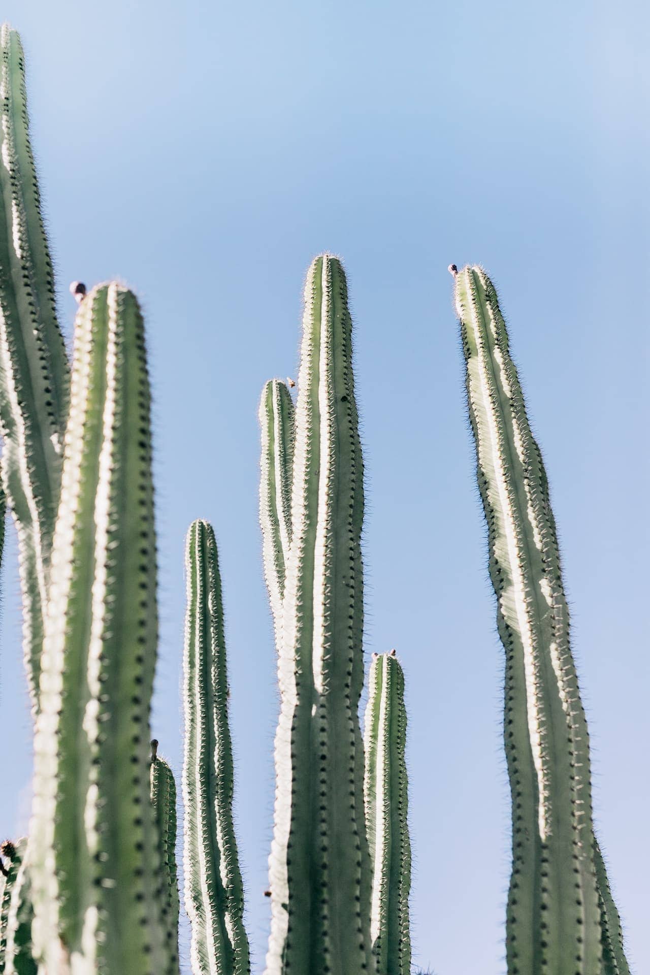 cactus_2