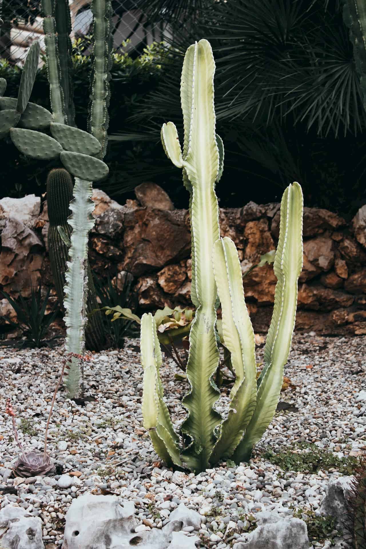 cactus_3
