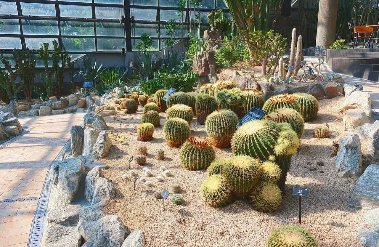 cactus_garden