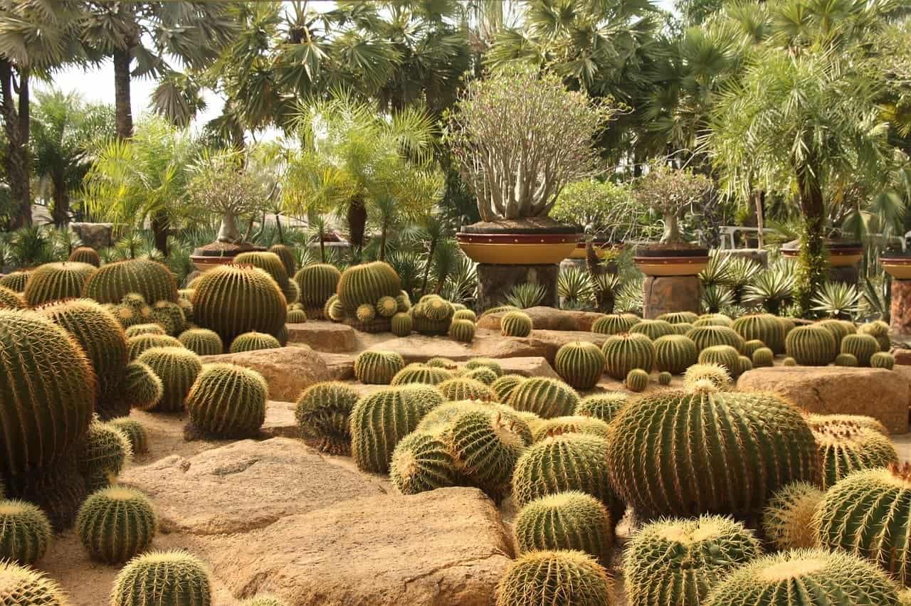 cactus_park