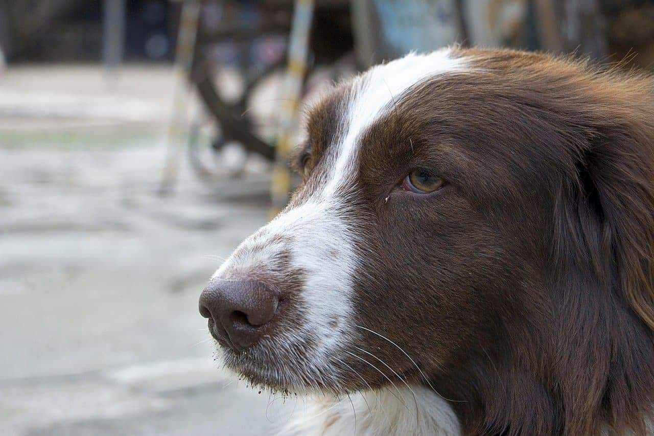 romanian dog