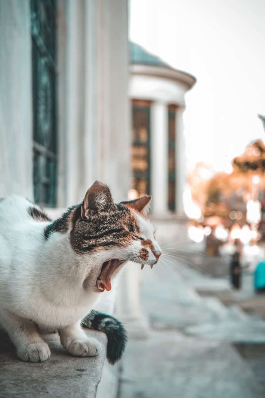 turkish_cat