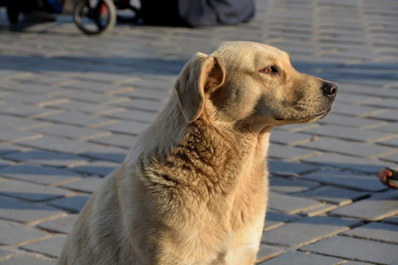turkish_dog