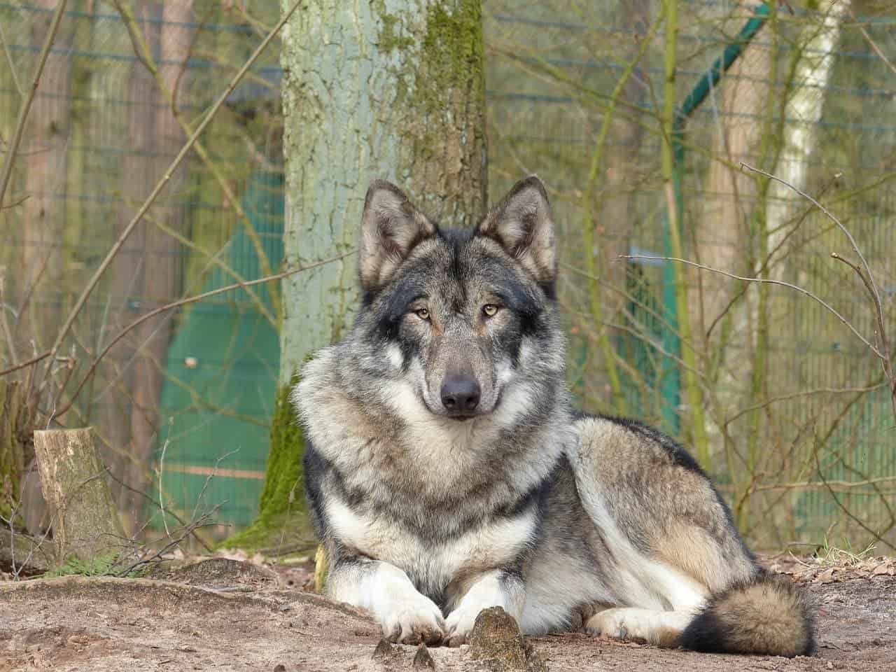wolf
